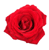 red rose